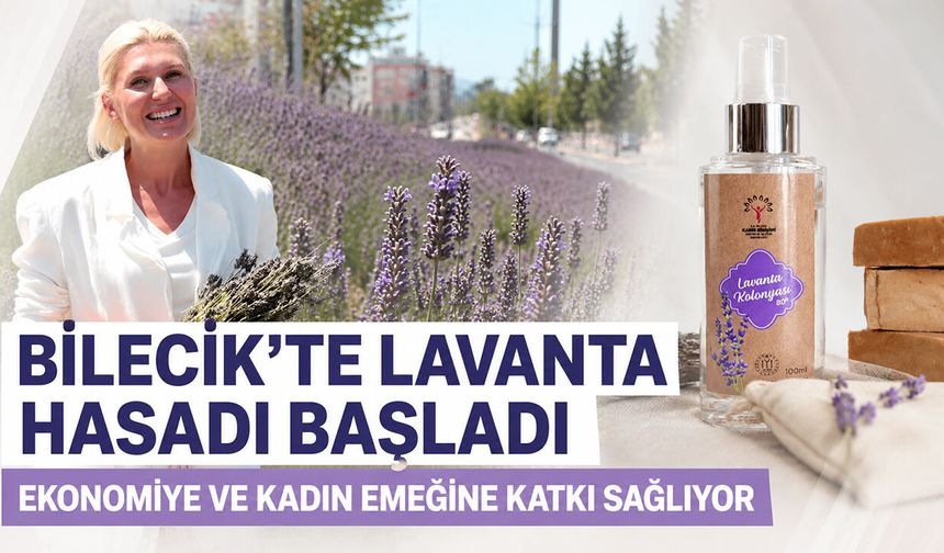 Bilecik'te Lavanta Hasadı Başladı: Ekonomiye ve Kadın Emeğine Katkı Sağlıyor