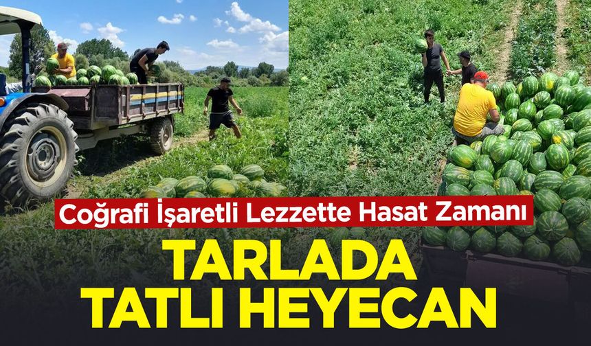 Tarlada tatlı heyecan: Coğrafi İşaretli Lezzette Hasat Zamanı