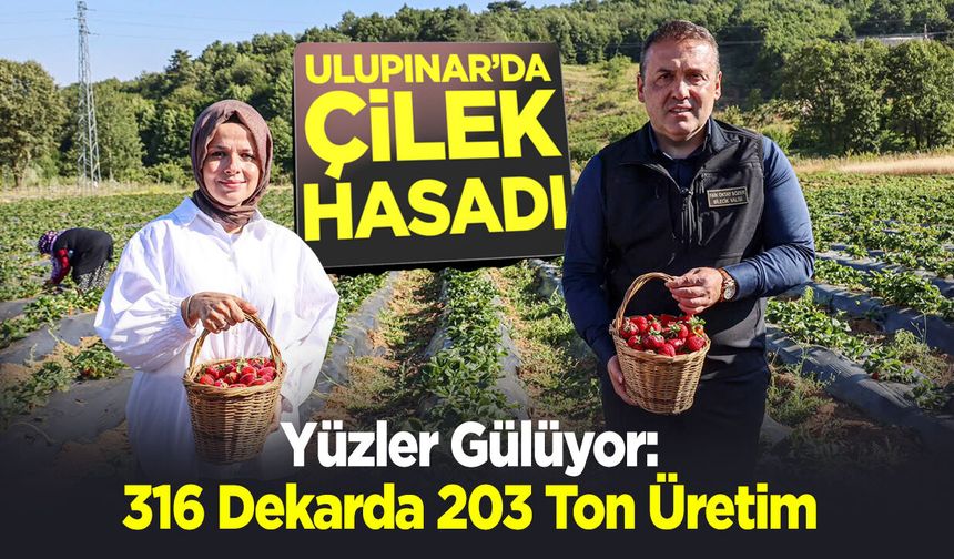 Ulupınar'da Çilek Hasadı