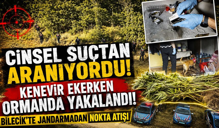 Cinsel suçtan aranıyordu kenevir ekerken ormanda yakalandı