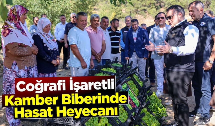 Coğrafi İşaretli Kamber Biberinde Hasat Heyecanı