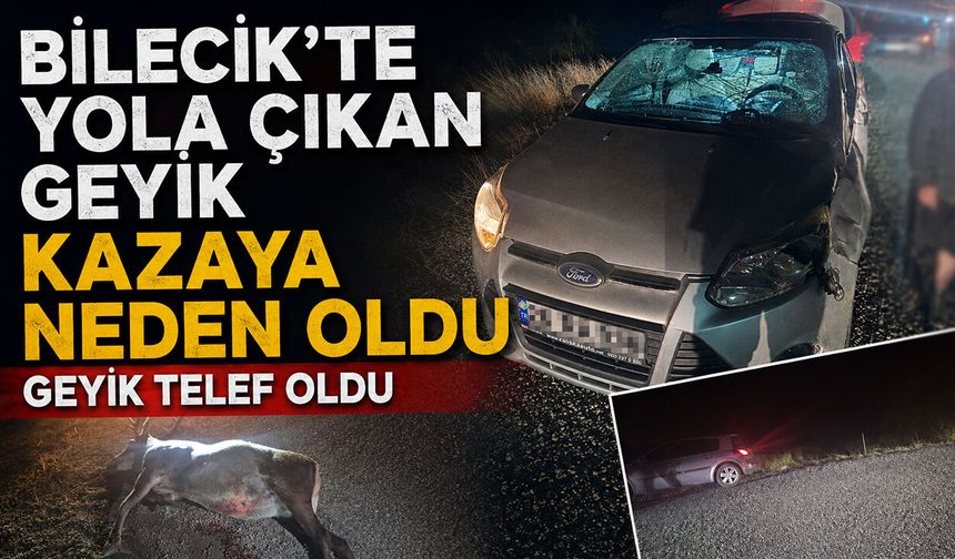 Bilecik'te Yola Çıkan Geyik Kazaya Neden Oldu