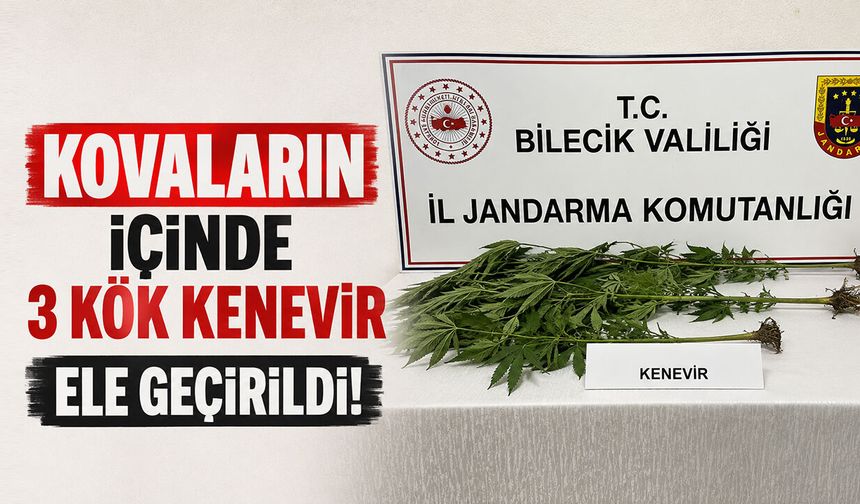 Kovaların içinde kenevir ele geçirildi