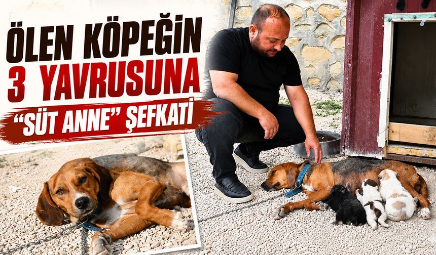 Ölen köpeğin 3 yavrusuna “süt anne” şefkati