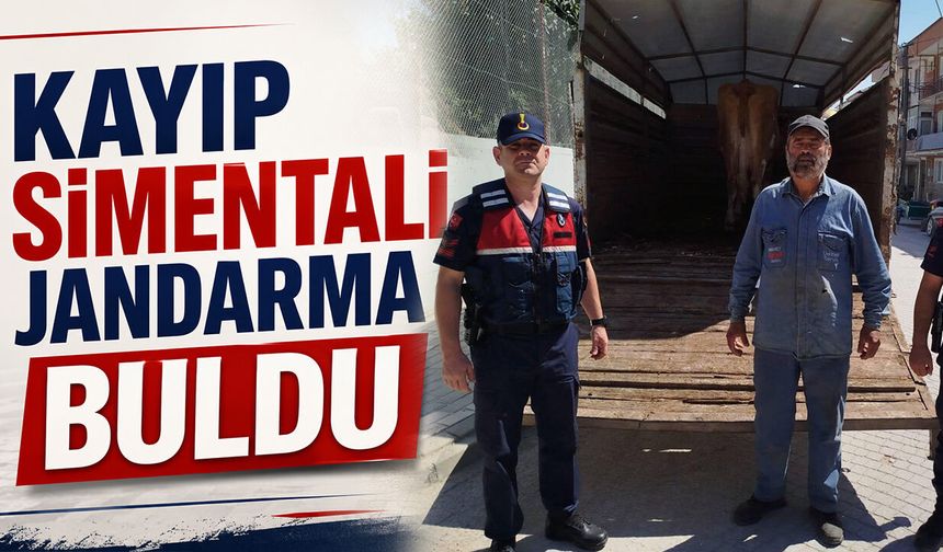 Kayıp Simentali Jandarma Buldu