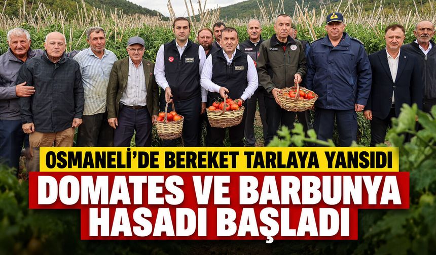 Osmaneli’de Bereket Tarlaya Yansıdı: Domates ve Barbunya Hasadı Başladı