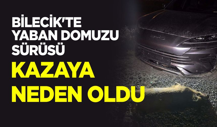 Bilecik'te Yaban Domuzu Sürüsü Kazaya Neden Oldu