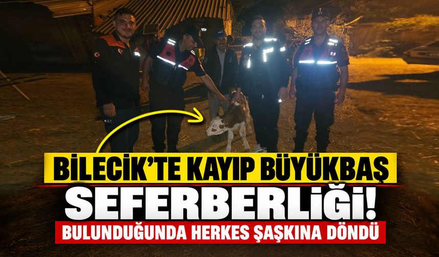 Bilecik'te Kayıp Büyükbaş Seferberliği! Bulunduğunda Herkes Şaşkına Döndü