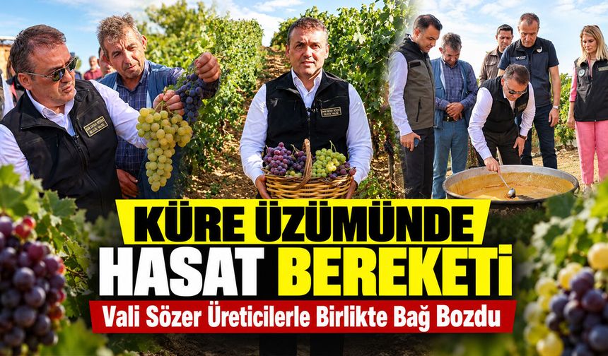 Küre Üzümünde Hasat Bereketi