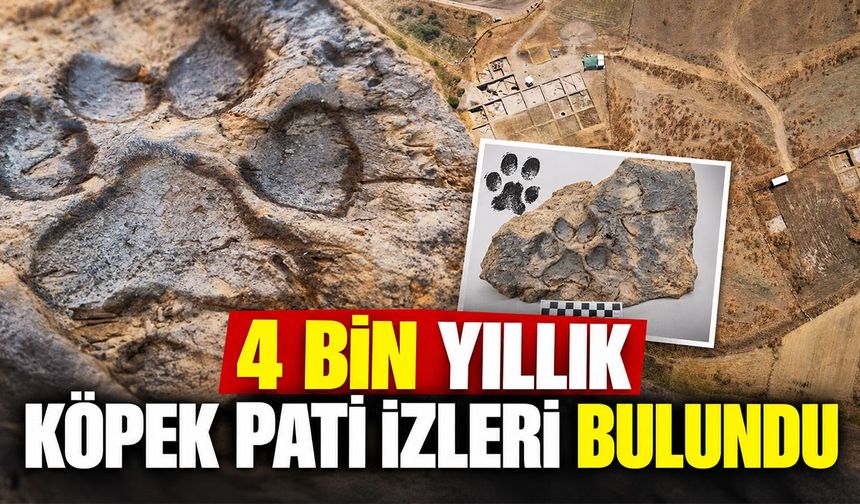 4 bin yıllık köpek pati izleri bulundu