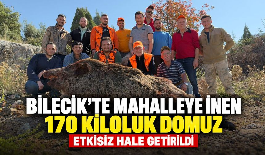 Bilecik'te mahalleye inen 170 kiloluk domuz etkisiz hale getirildi