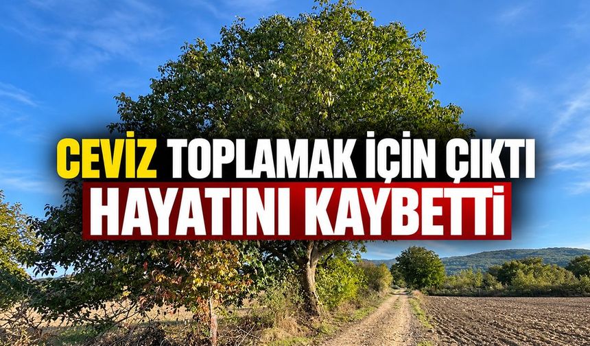 Bilecik'te Ceviz toplamak için çıktı, hayatını kaybetti