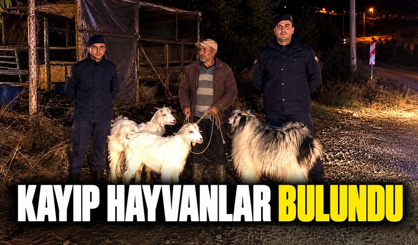 Bilecik'te Kayıp hayvanları jandarma buldu