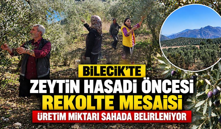 Bilecik’te Zeytin Hasadı Öncesi Rekolte Mesaisi