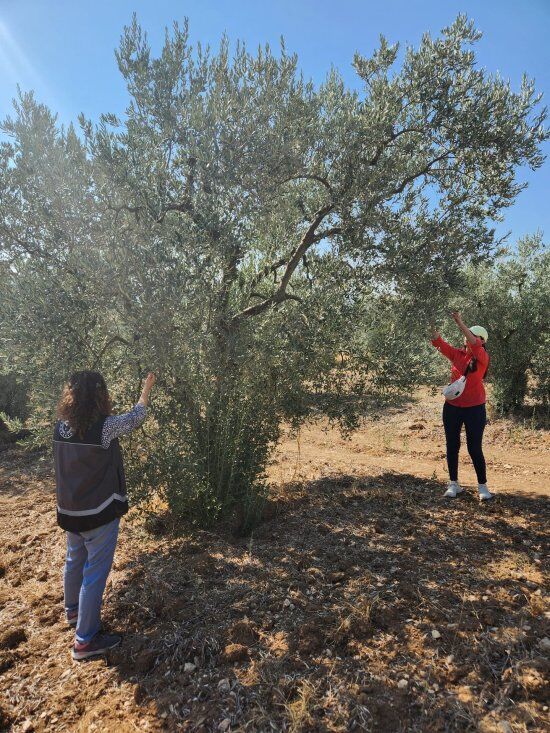 B I L E C I K 039 T E E K I P L E R T A R L A L A R A I N D I 2405