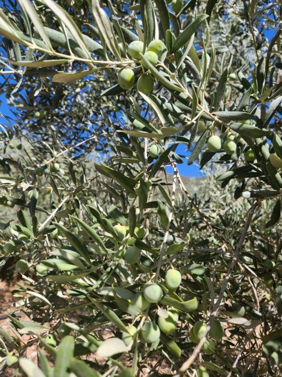 Bilecik 039 Te Ekipler Tarlalara Indi 2409 (1)