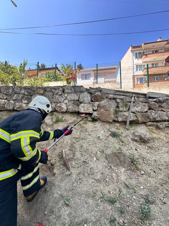 Bilecik’te Caddede Yakalanan ’Oluklu Kertenkele’ Doğaya Salındı 2424