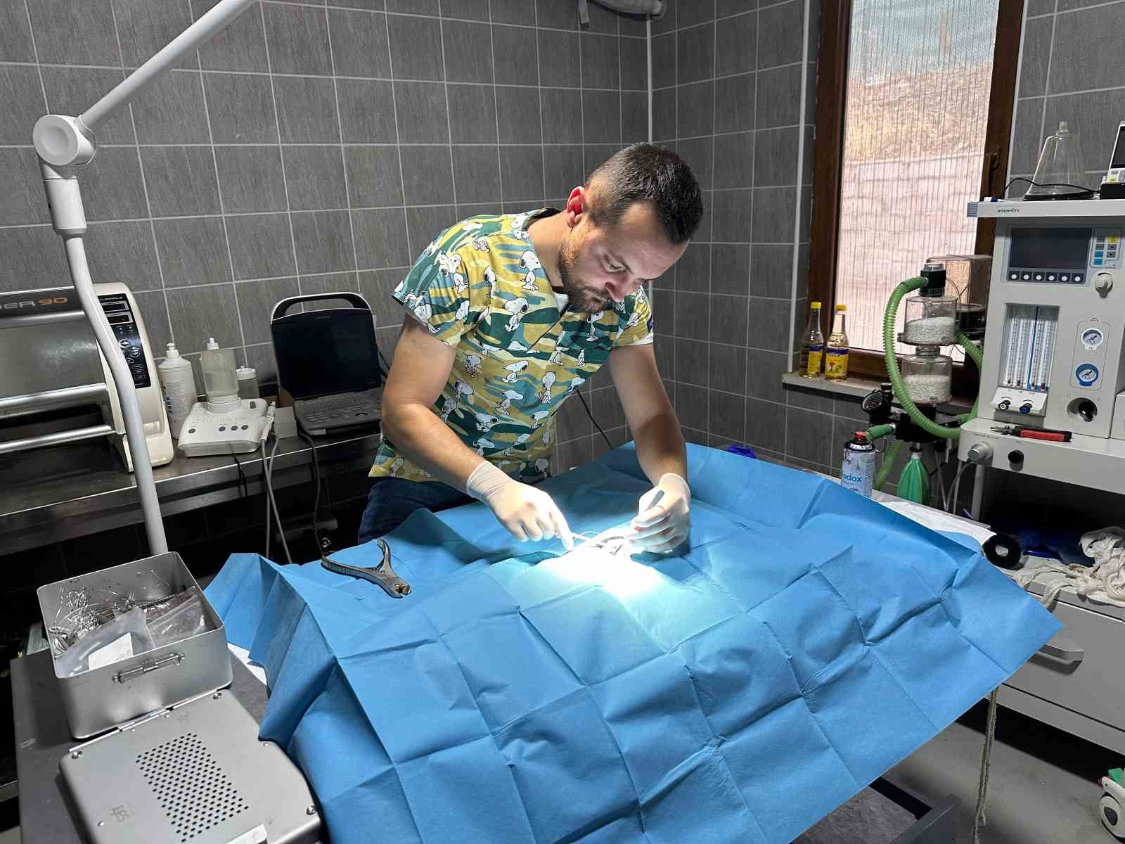 Osmaneli’nde Olta Iğnesi Batmış Kedi Kurtarıldı 3276