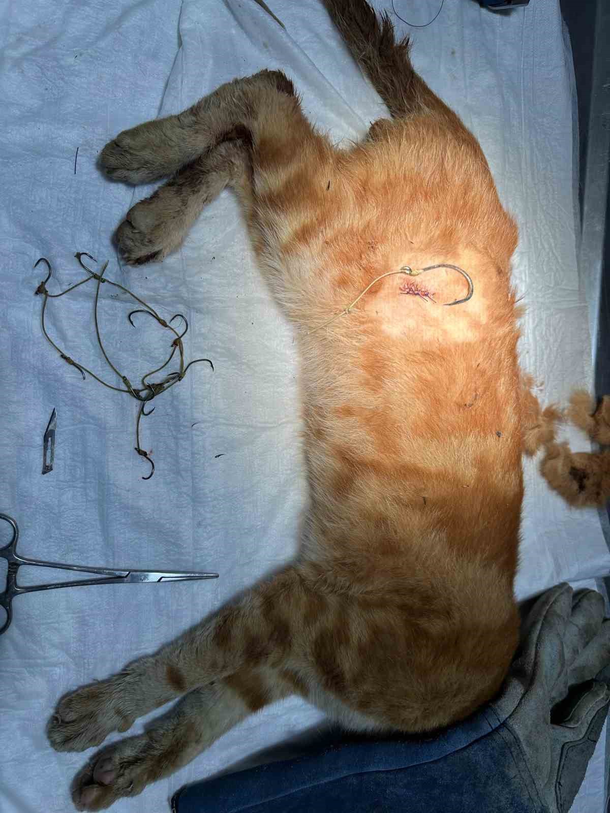 Osmaneli’nde Olta Iğnesi Batmış Kedi Kurtarıldı 3277