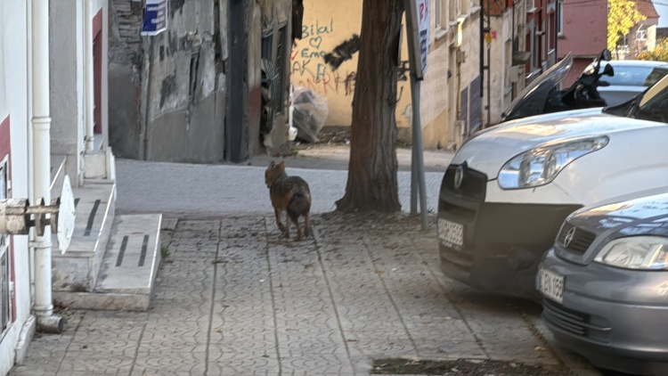 B I L E C I K 039 T E T I L K I L E R A R T I K M A H A L L E S A K I N I O L D U 5797