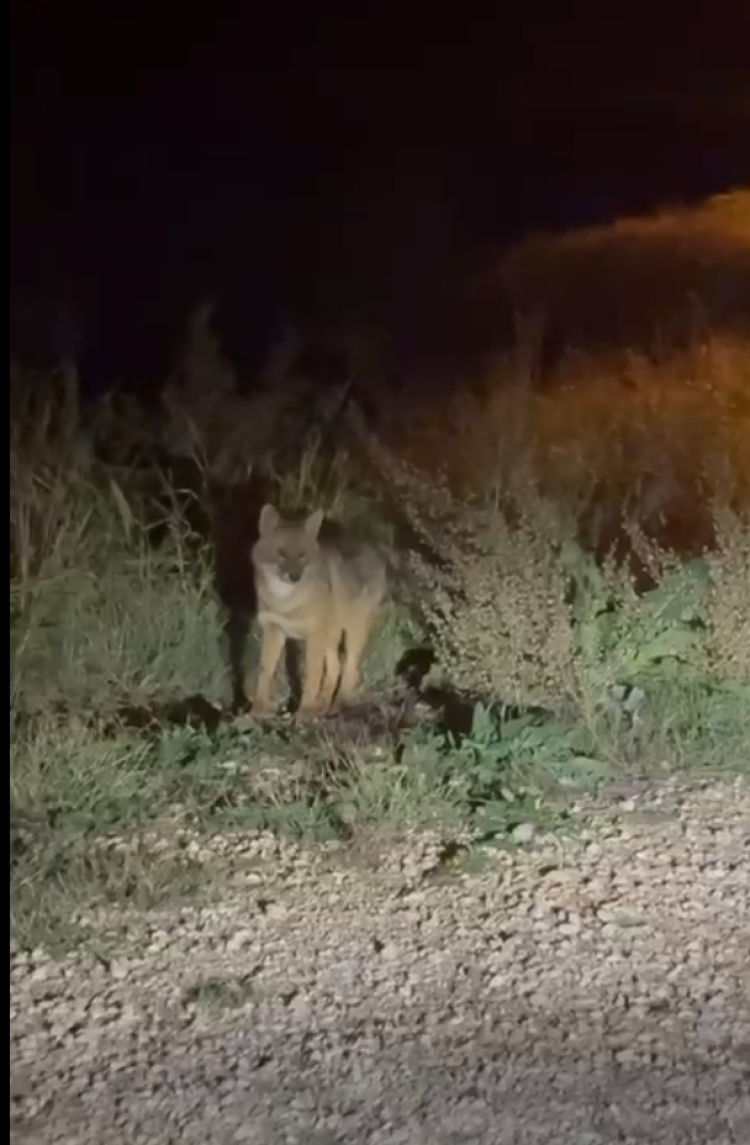 B I L E C I K 039 T E T I L K I L E R A R T I K M A H A L L E S A K I N I O L D U 5800