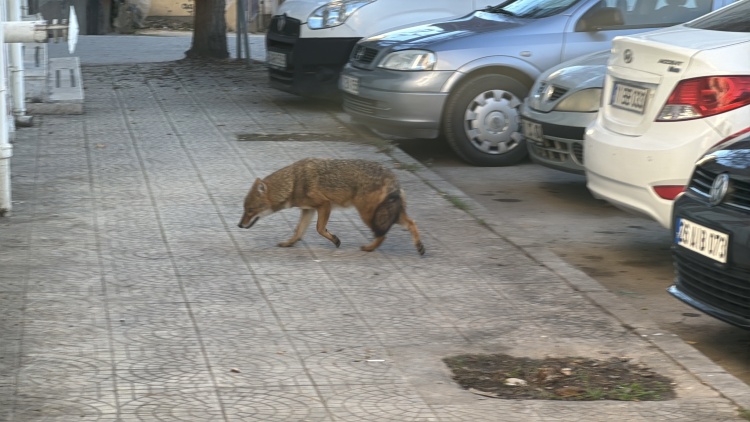 Bilecik 039 Te Tilkiler Artik Mahalle Sakini Oldu 5795 (1)