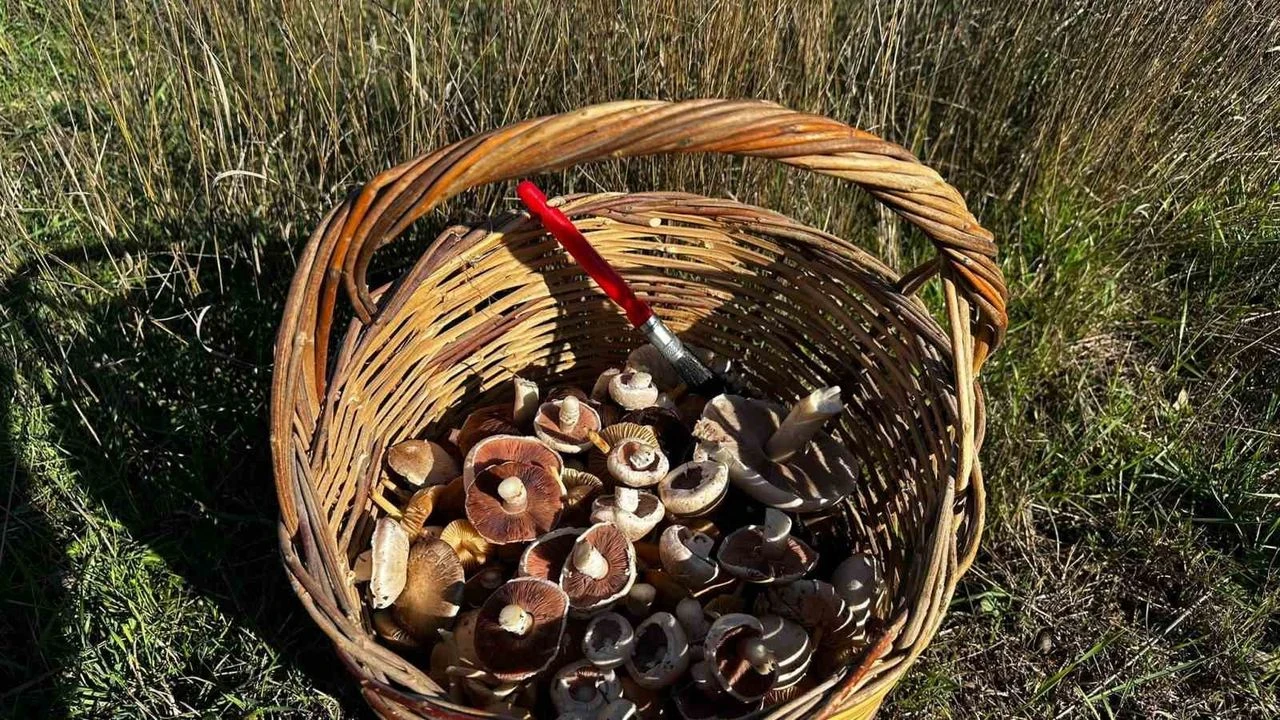 Bir Damla Çiğin Altında Doğan Mantar Kültürü 6404