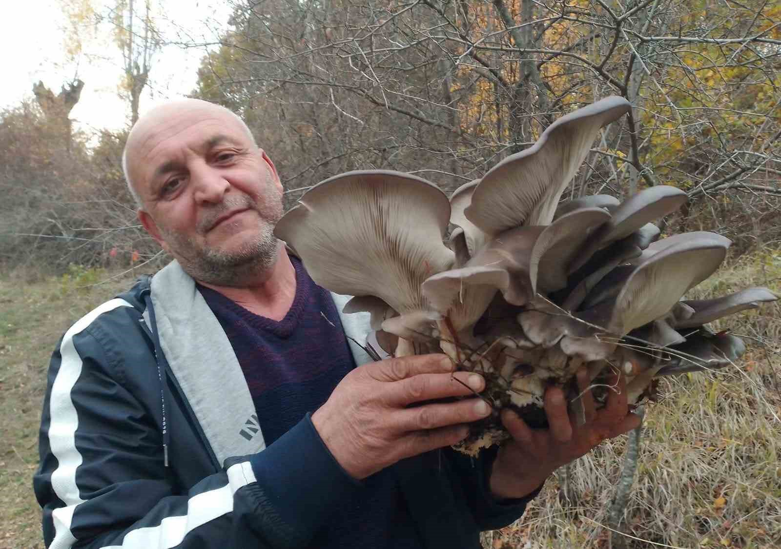 Bir Damla Çiğin Altında Doğan Mantar Kültürü 6405