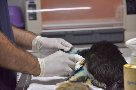 P A T I L I M I S A F I R E H A Y A T K U R T A R A N O P E R A S Y O N 5941