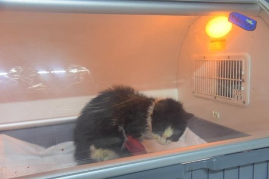 P A T I L I M I S A F I R E H A Y A T K U R T A R A N O P E R A S Y O N 5942