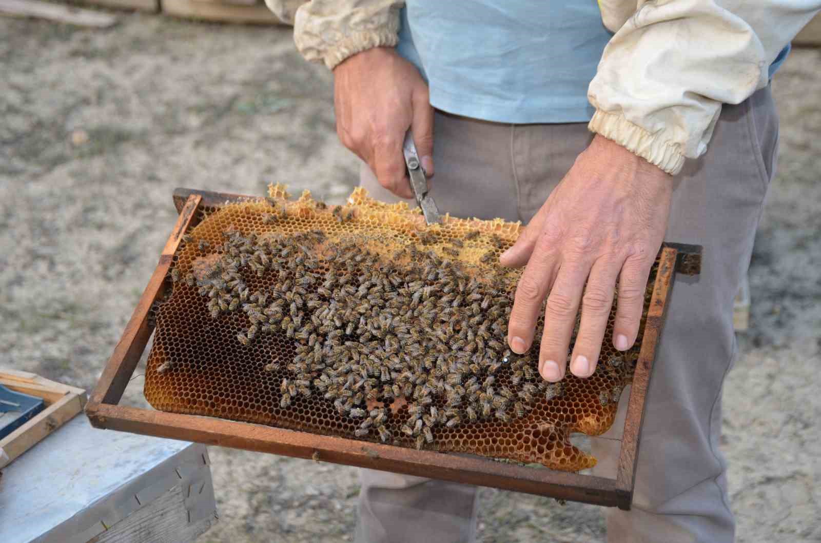 Bilecikli Arı Üreticisinin Büyük Başarısı 7048