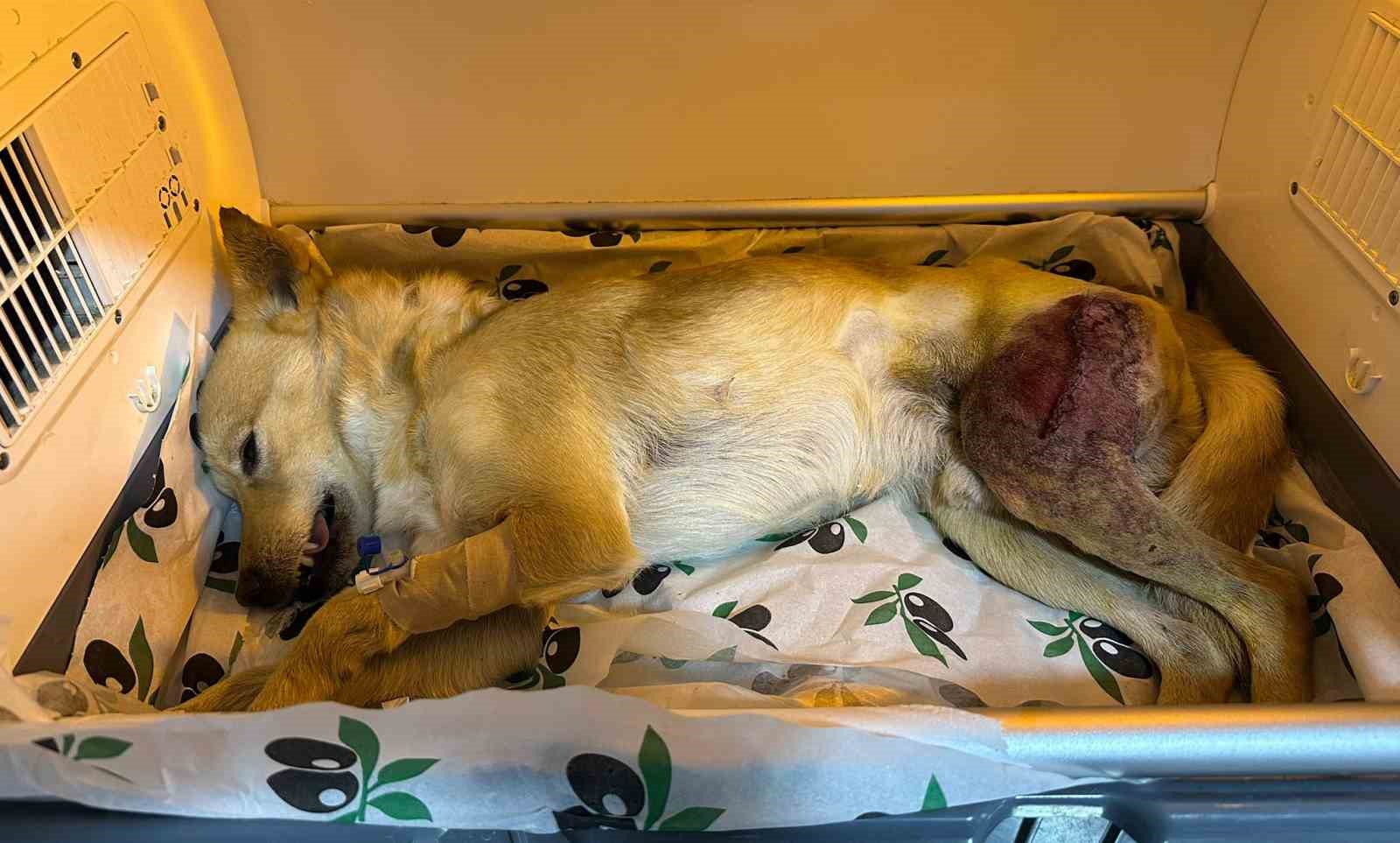 (Cumartesi̇)Ayağında Parçalı Kırık Oluşan Köpek 2 Saatlik Ameliyatla Eski Sağlığına Kavuştu 7236