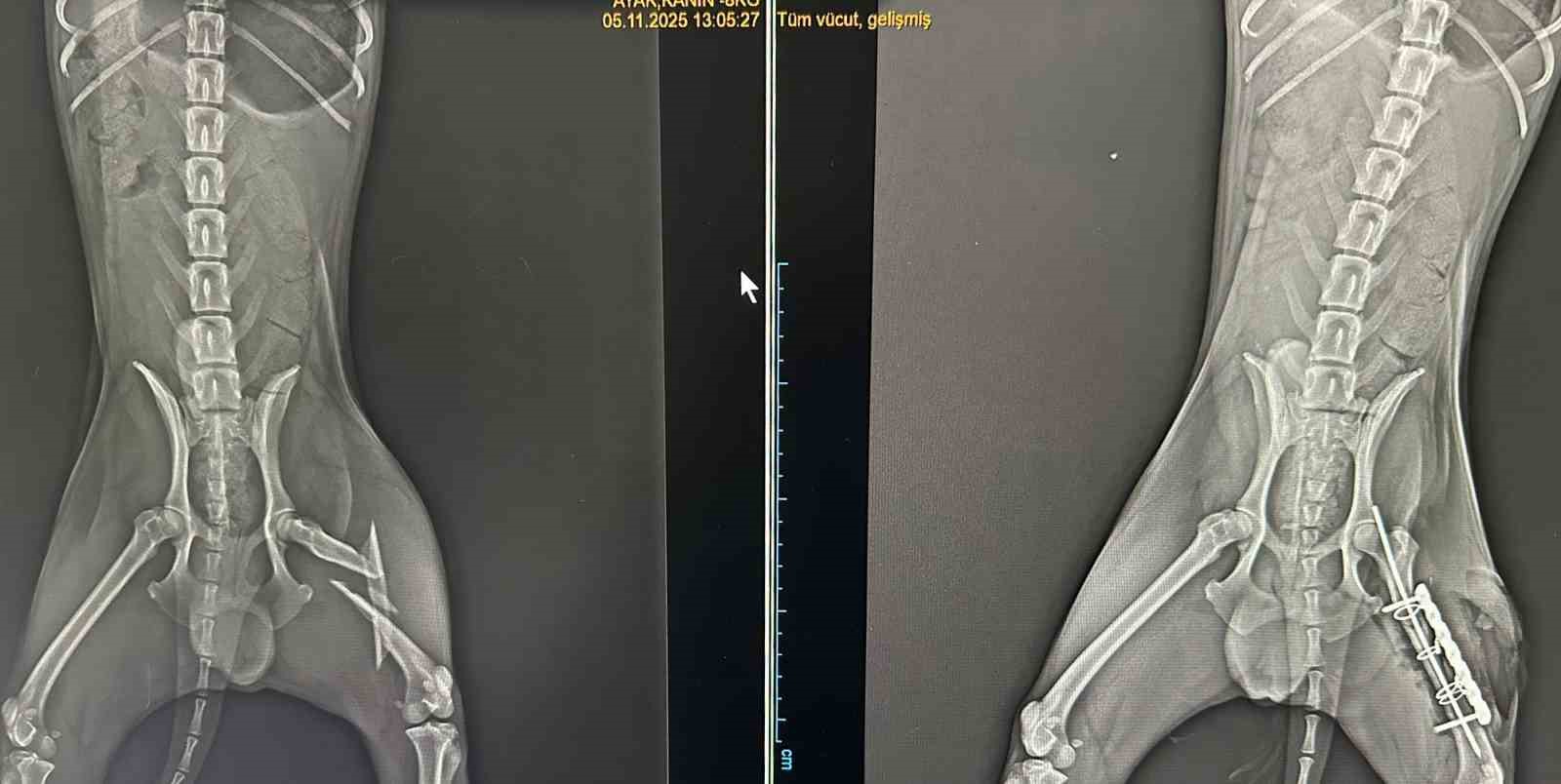 (Cumartesi̇)Ayağında Parçalı Kırık Oluşan Köpek 2 Saatlik Ameliyatla Eski Sağlığına Kavuştu 7237