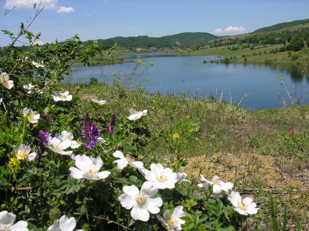 (Emi̇ne) Gelenek Ve Lezzetin Buluştuğu Ilçe 7305