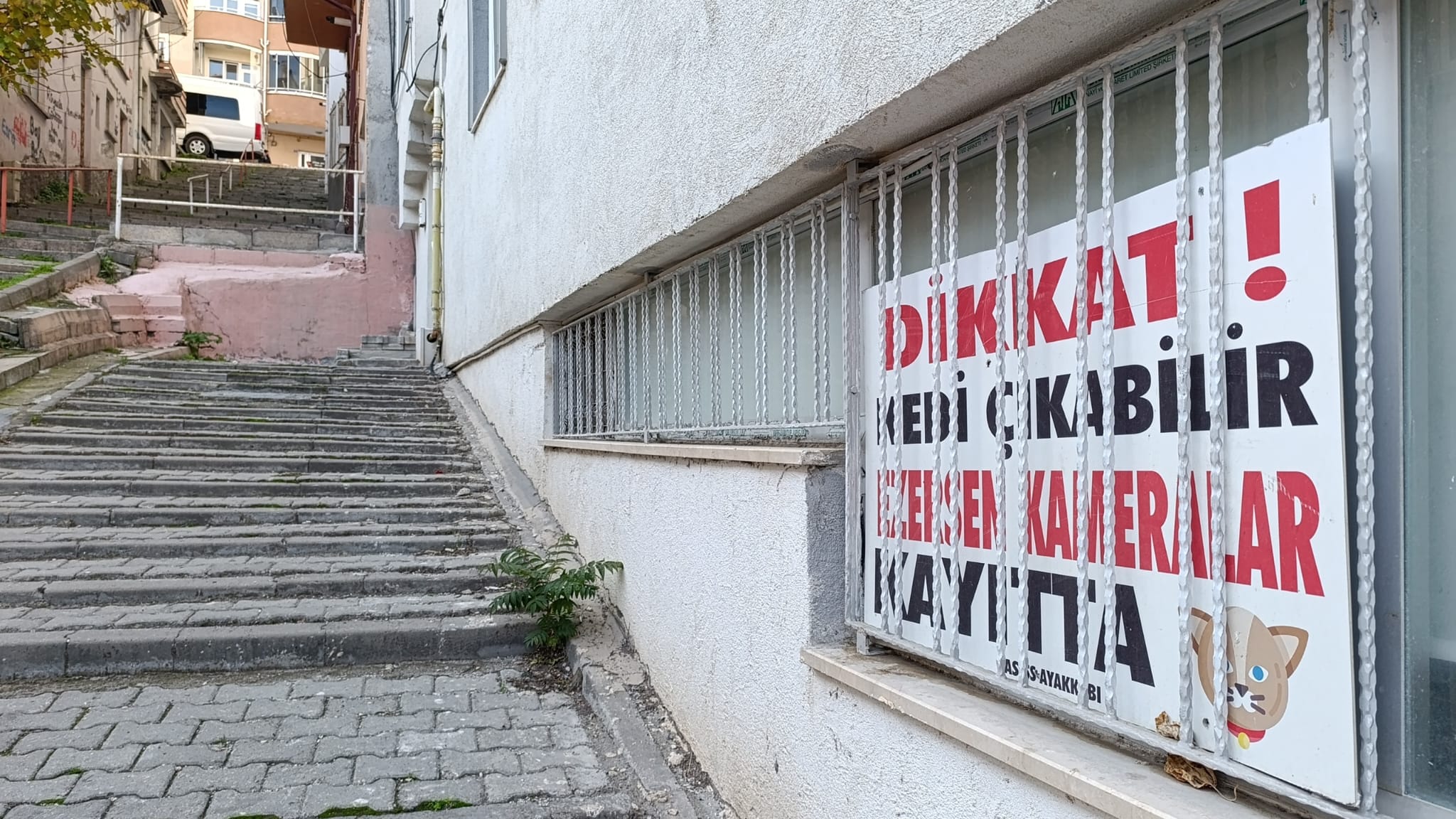 Kedi Çıkabilir, Ezersen Kameralar Kayıtta! 6685