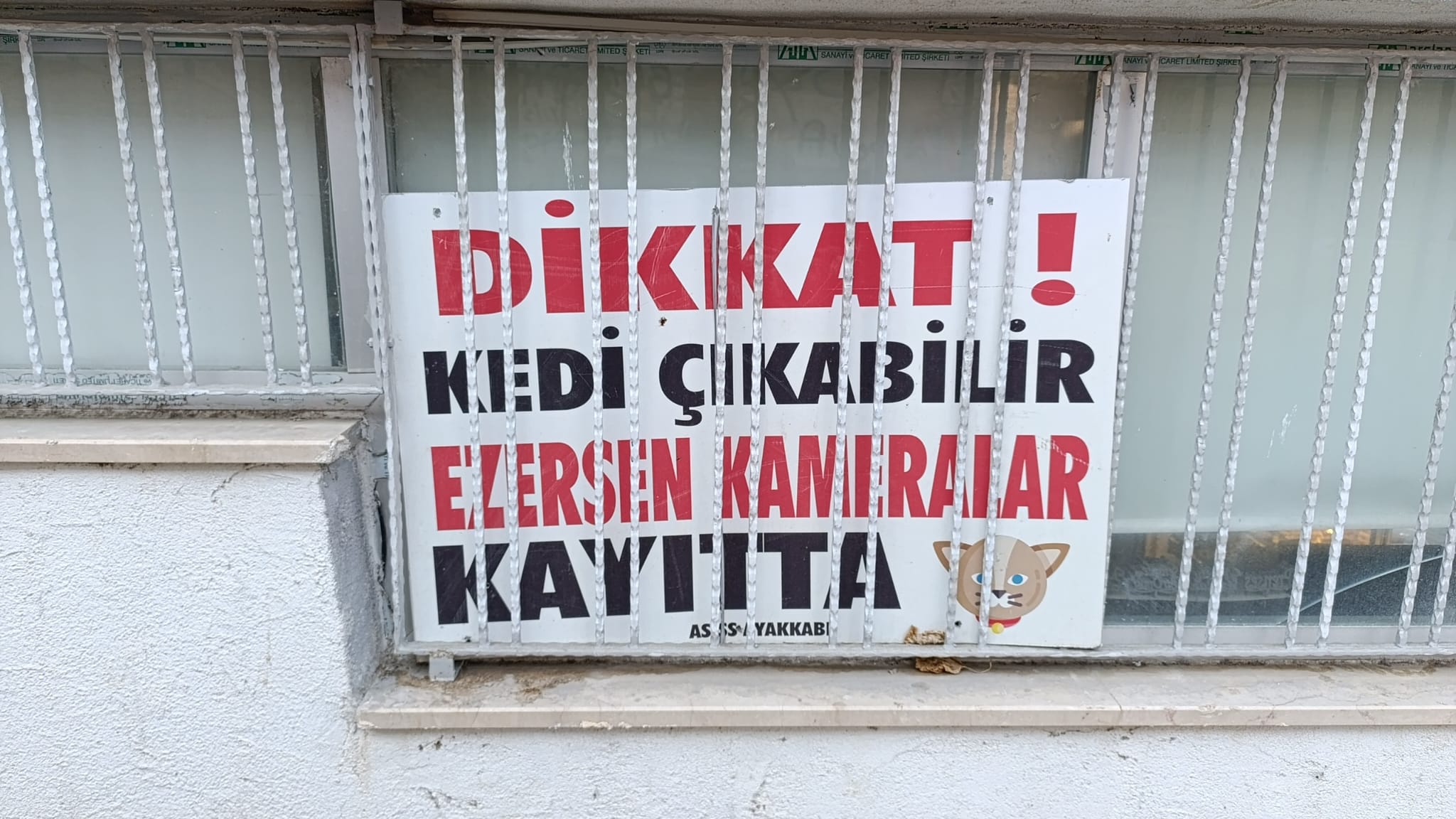 Kedi Çıkabilir, Ezersen Kameralar Kayıtta! 6686