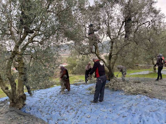 O R T A S A K A R Y A V A D I S I N D E K I M I K R O K L I M A E T K I S I N E S A H I P O S M A N E L I N D E Z E Y T I N L E R H A S A T S O N A E R D I 6720