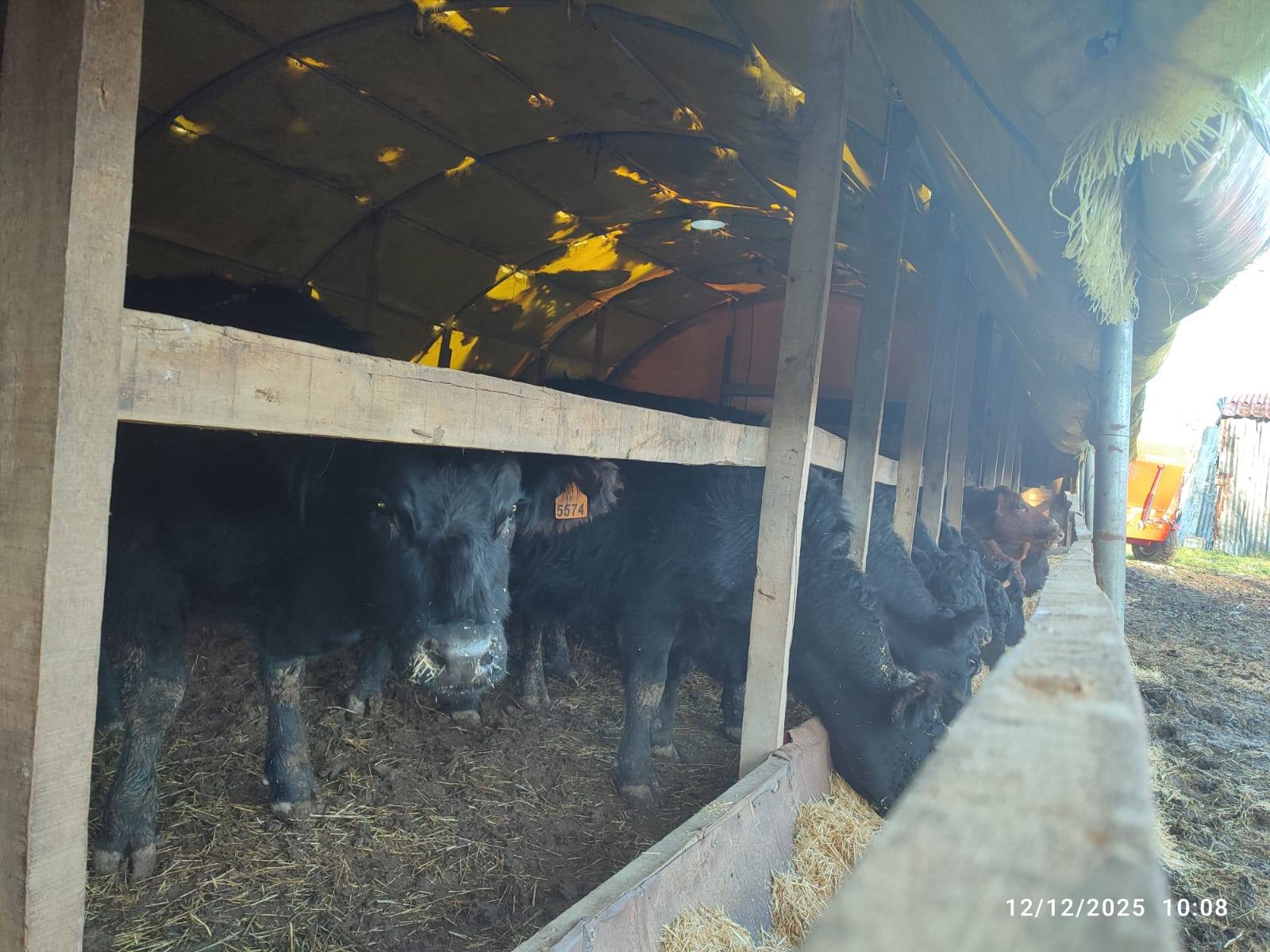 (Pazar) Kırsalda Bereket Artıyor 7298