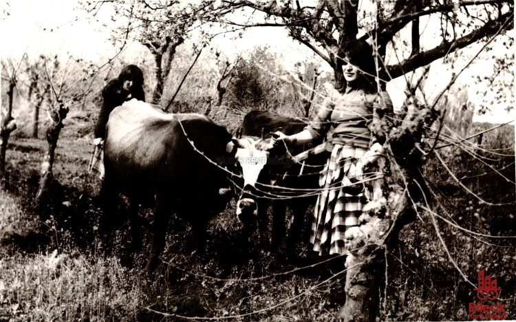 Çavuşköy’de Çift Sürmenin Hatırası 9432