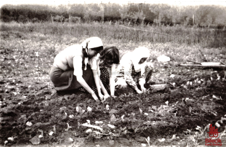 Çavuşköy’de Tütün Çimi Dikimi Hatırası 9431