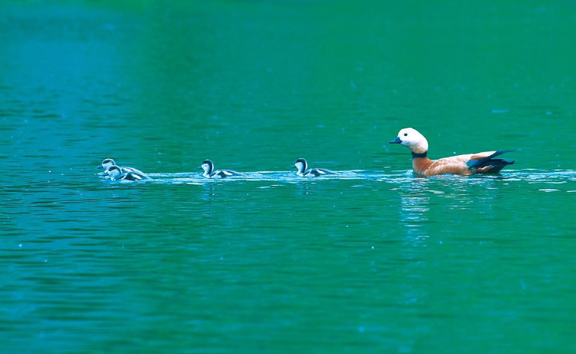 Doğanın Sessiz Melodisi 9530