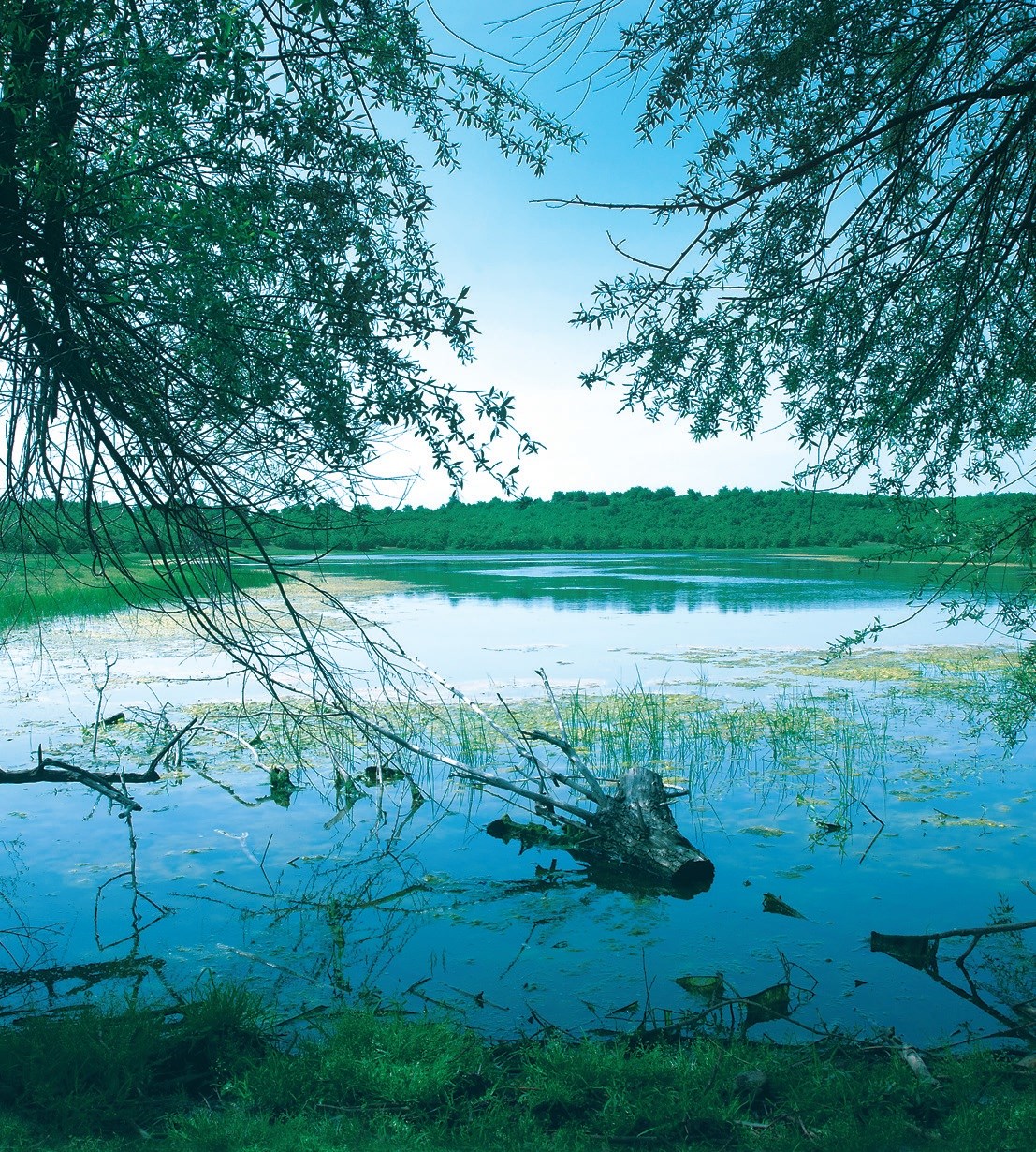 Doğanın Sessiz Melodisi 9531