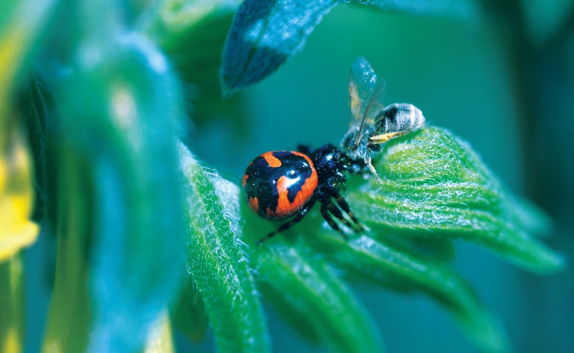 Doğanın Sessiz Melodisi 9532