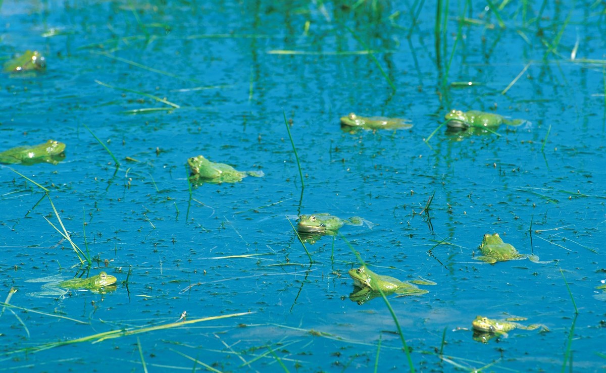 Doğanın Sessiz Melodisi 9533