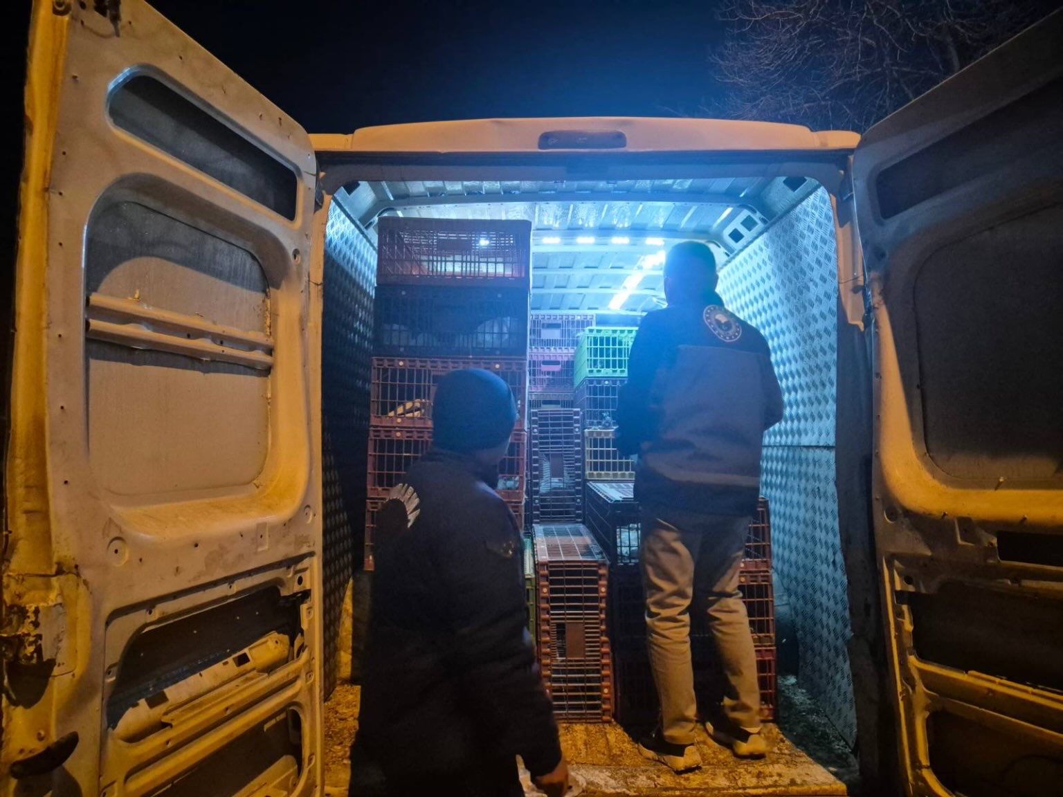 Kamyonetten Evraksız Hayvan Çıktı 9937