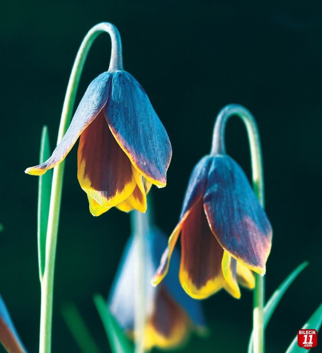 Doğasında Gizli Bir Nostalji 11429