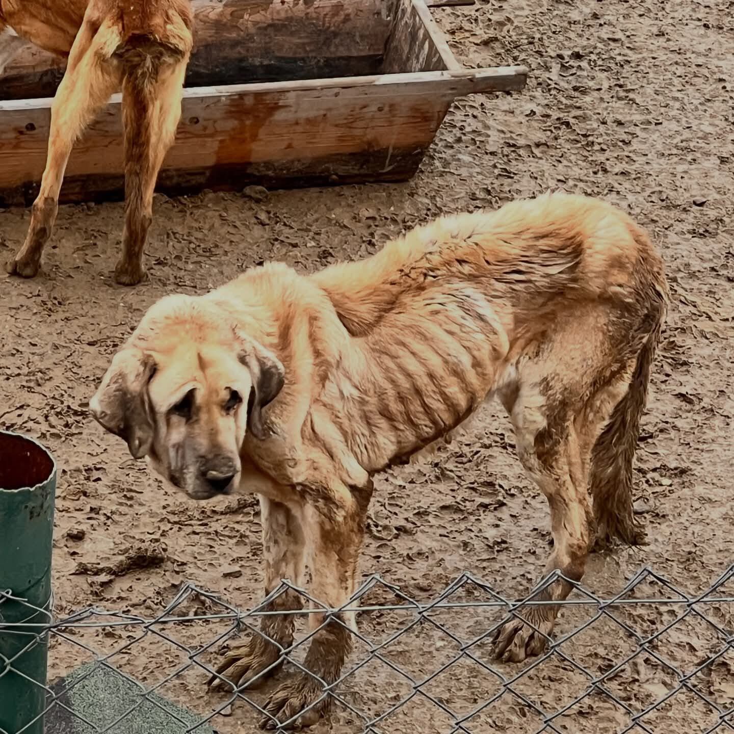 Hayvanlar Çipli, Kısır Değil, Ilaçların Tarihi Geçmiş 12399