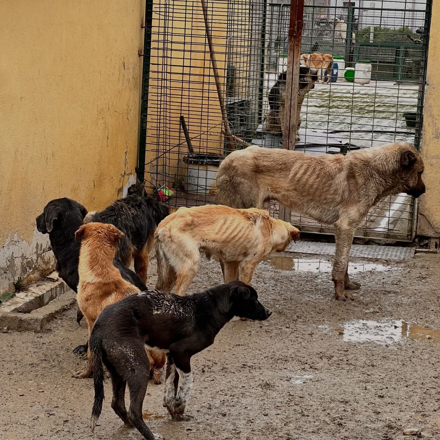 Hayvanlar Çipli, Kısır Değil, Ilaçların Tarihi Geçmiş 12400