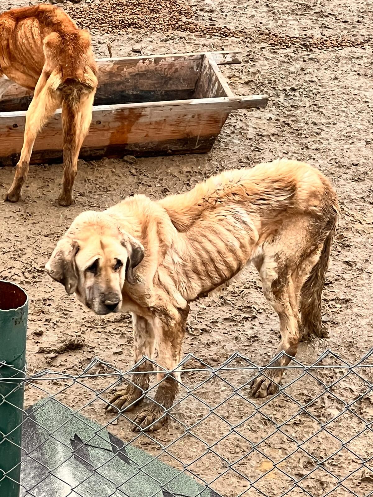 Hayvanlar Çipli, Kısır Değil, Ilaçların Tarihi Geçmiş 12402