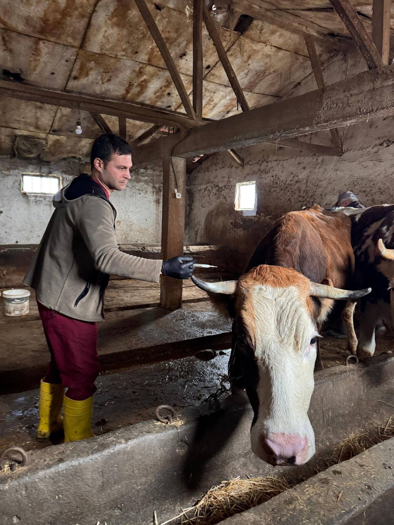 İlkbahar Şap Aşılama Çalışmaları Gölpazarı’nda Devam Ediyor 11430